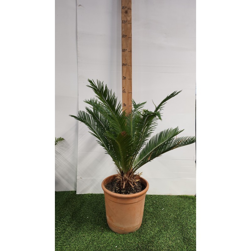 CYCAS REVOLUTA CYCAS REVOLUTA