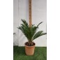 CYCAS REVOLUTA CYCAS REVOLUTA