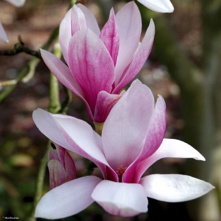 MAGNOLIA