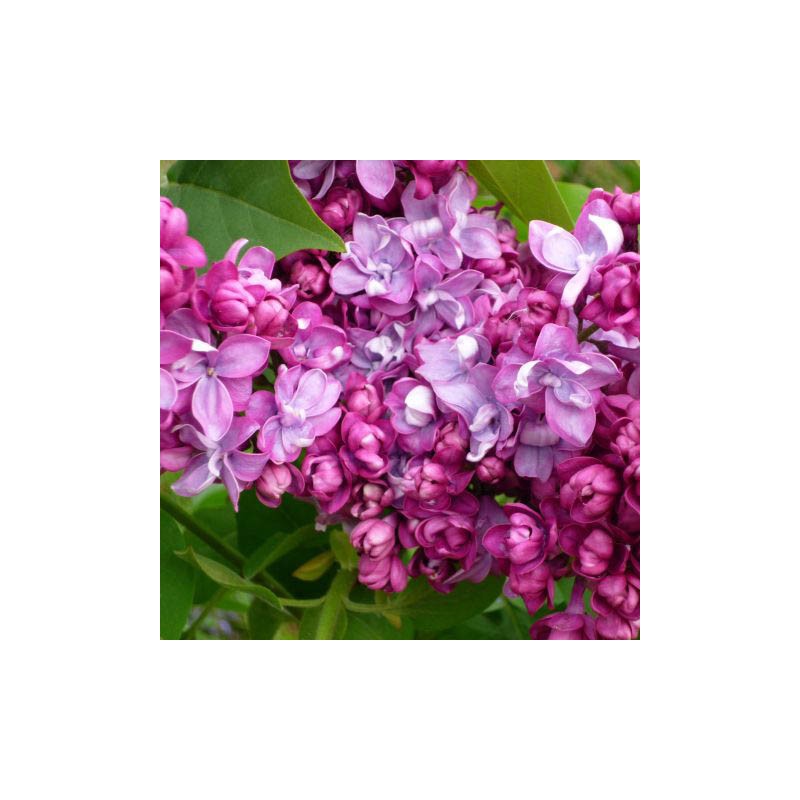 LILAS " SYRINGA VULGARIS "