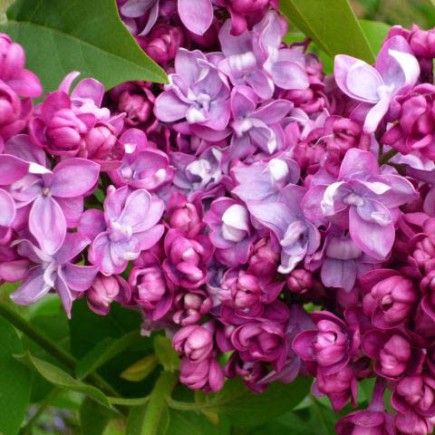 LILAS " SYRINGA VULGARIS "