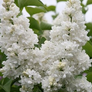 LILAS " SYRINGA VULGARIS "