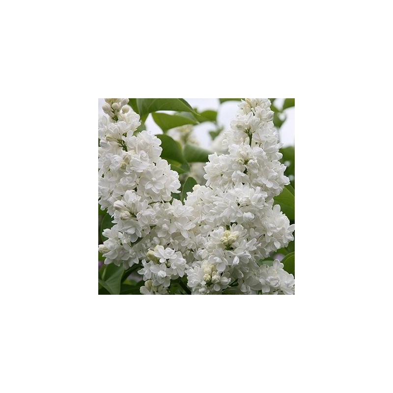 LILAS " SYRINGA VULGARIS " LILAS " SYRINGA VULGARIS "