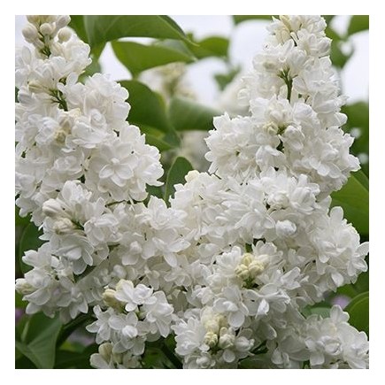 LILAS " SYRINGA VULGARIS "
