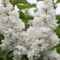 LILAS " SYRINGA VULGARIS " LILAS " SYRINGA VULGARIS "