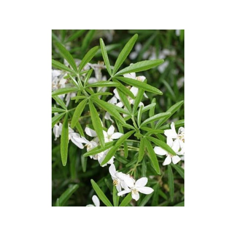 ORANGER DU MEXIQUE ORANGER DU MEXIQUE