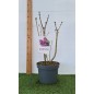 LILAS " SYRINGA VULGARIS "