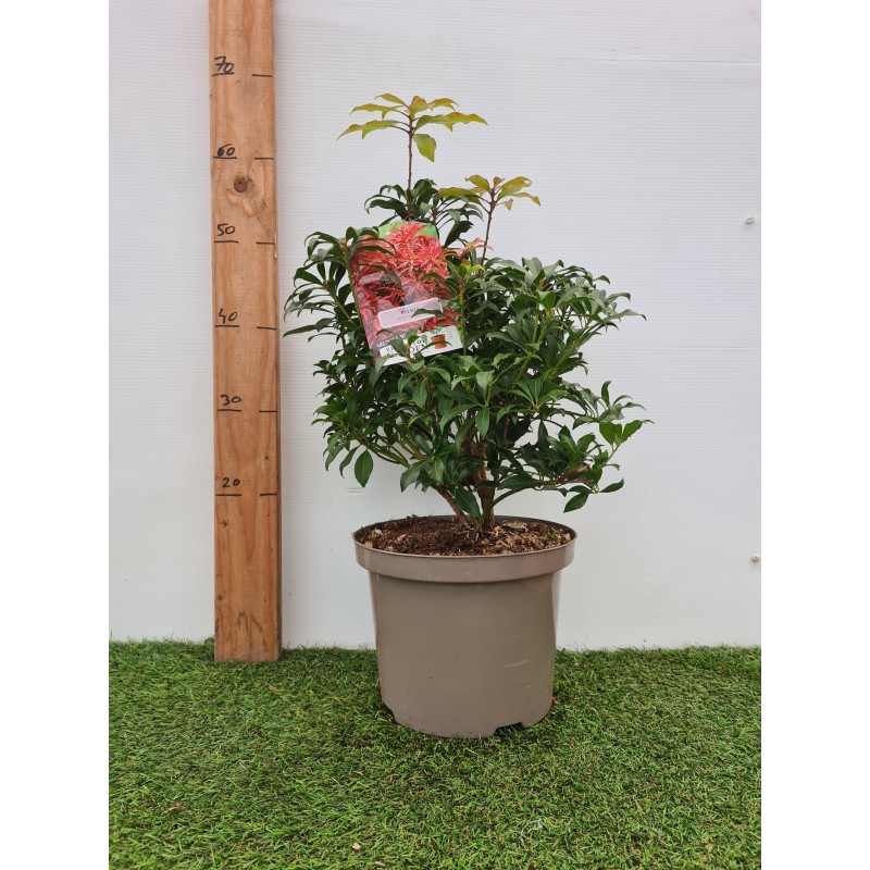 PIERIS PIERIS