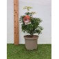 PIERIS PIERIS