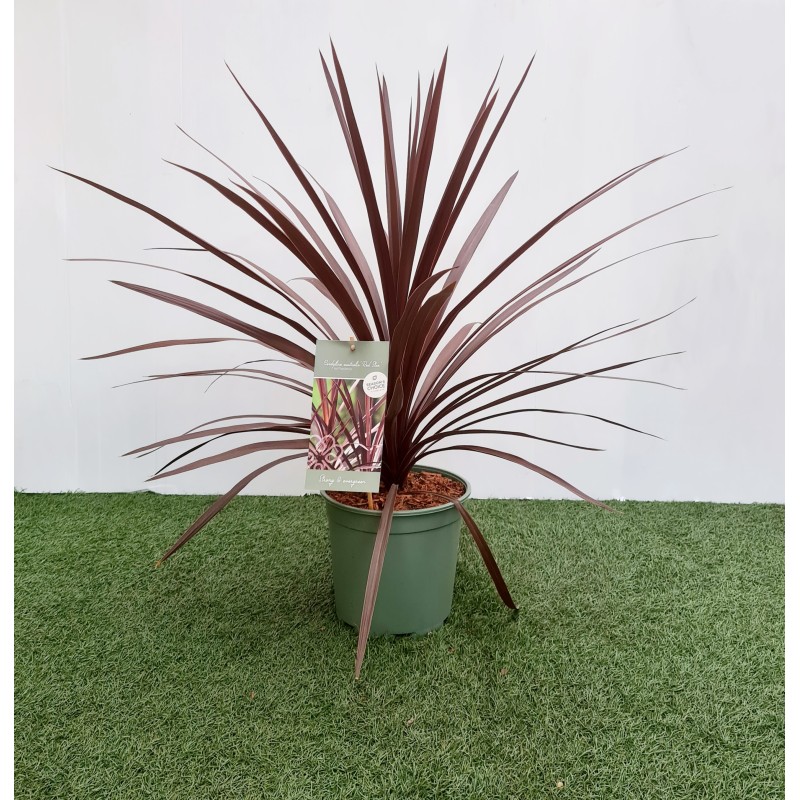 CORDYLINE AUSTRALIS