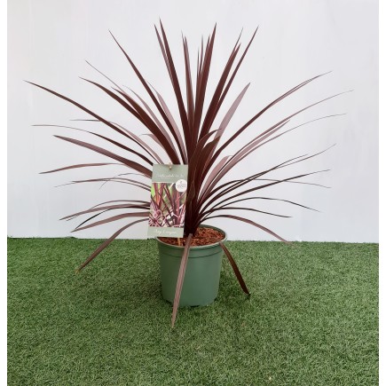 CORDYLINE AUSTRALIS
