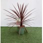 CORDYLINE AUSTRALIS