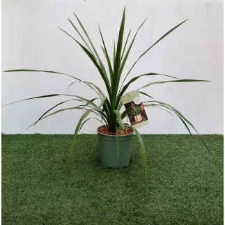 CORDYLINE AUSTRALIS