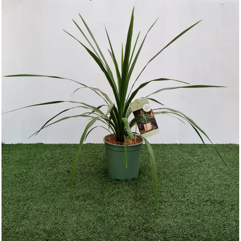 CORDYLINE AUSTRALIS