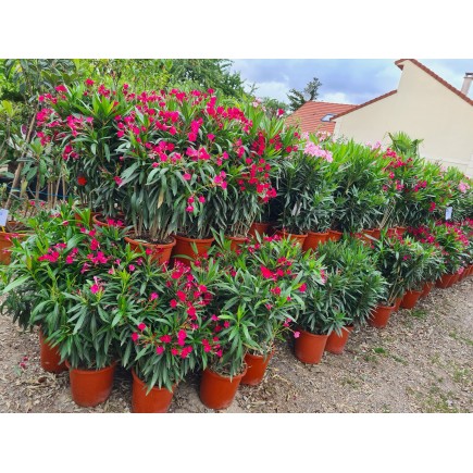LAURIER ROSE " NERIUM OLEANDER "