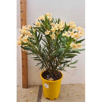 LAURIER ROSE " NERIUM OLEANDER "