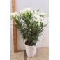 LAURIER ROSE " NERIUM OLEANDER " LAURIER ROSE " NERIUM OLEANDER "