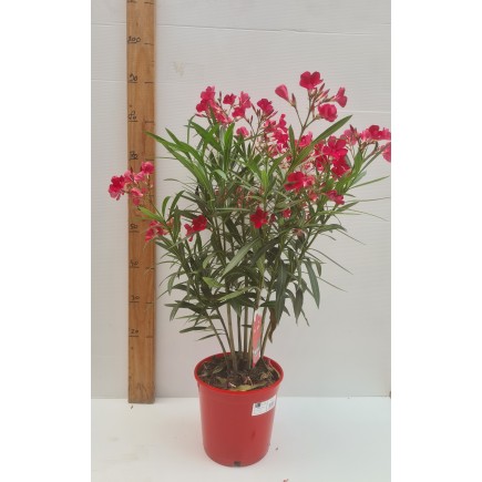LAURIER ROSE " NERIUM OLEANDER "