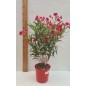 LAURIER ROSE " NERIUM OLEANDER " LAURIER ROSE " NERIUM OLEANDER "
