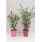LAURIER ROSE " NERIUM OLEANDER "