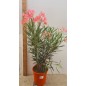 LAURIER ROSE " NERIUM OLEANDER " LAURIER ROSE " NERIUM OLEANDER "