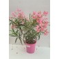 LAURIER ROSE " NERIUM OLEANDER " LAURIER ROSE " NERIUM OLEANDER "