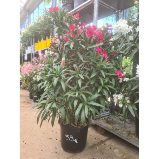 LAURIER ROSE " NERIUM OLEANDER "