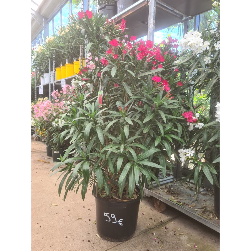 LAURIER ROSE " NERIUM OLEANDER "