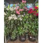 LAURIER ROSE " NERIUM OLEANDER "