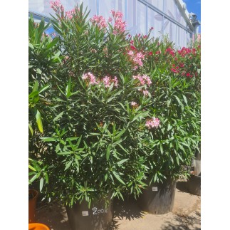 LAURIER ROSE " NERIUM OLEANDER "