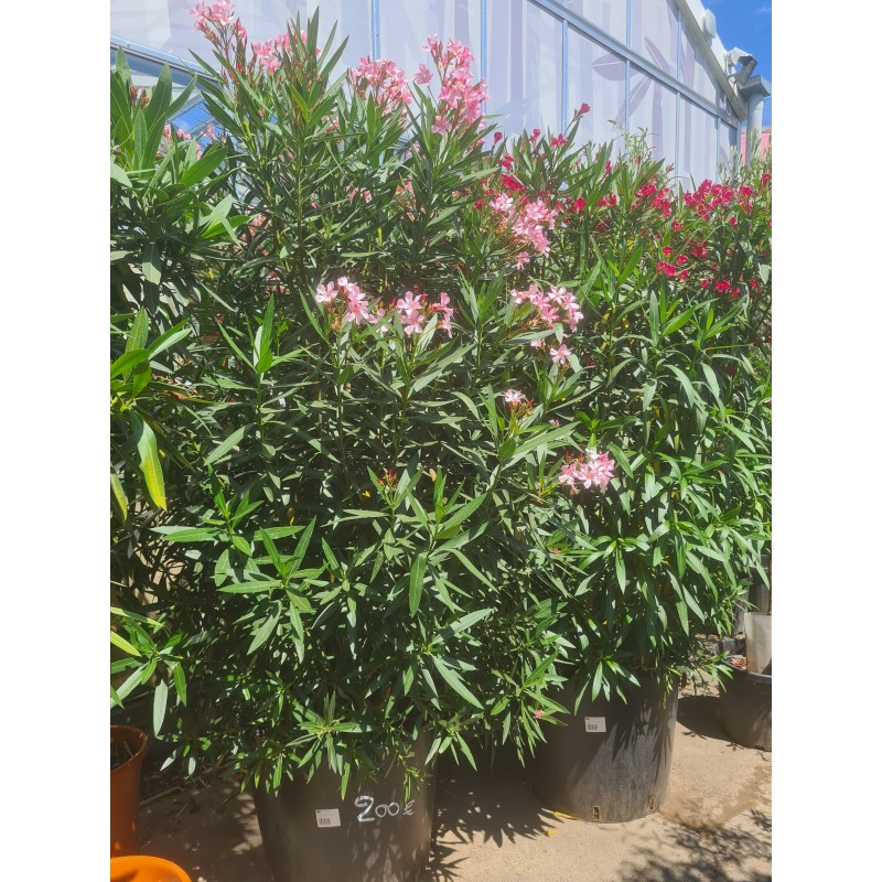 LAURIER ROSE " NERIUM OLEANDER " LAURIER ROSE " NERIUM OLEANDER "