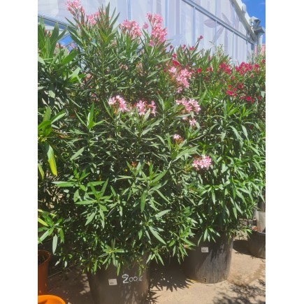LAURIER ROSE " NERIUM OLEANDER "