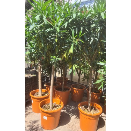 LAURIER ROSE " NERIUM OLEANDER "