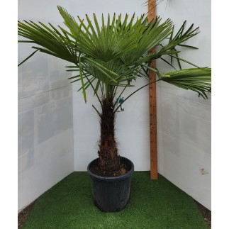 TRACHYCARPUS FORTUNEI 60/80 CM