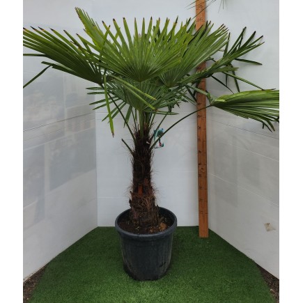 TRACHYCARPUS FORTUNEI 60/80 CM