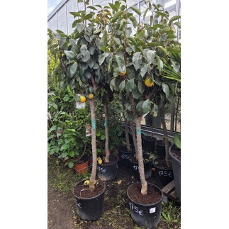 ARBRES FRUITIERS 14/20