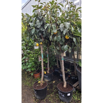 ARBRES FRUITIERS 14/20