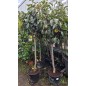 ARBRES FRUITIERS 14/20 ARBRES FRUITIERS 14/20