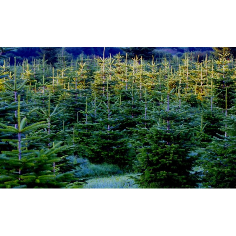 SAPIN DE NOEL " NORDMANN "🌲