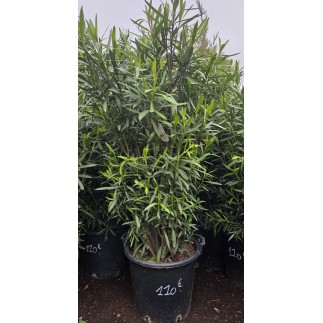 LAURIER ROSE " NERIUM OLEANDER "