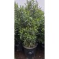 LAURIER ROSE " NERIUM OLEANDER "