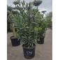 LAURIER ROSE " NERIUM OLEANDER " LAURIER ROSE " NERIUM OLEANDER "
