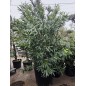 LAURIER ROSE " NERIUM OLEANDER "