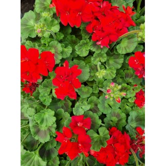 Géranium zonal ou lierre