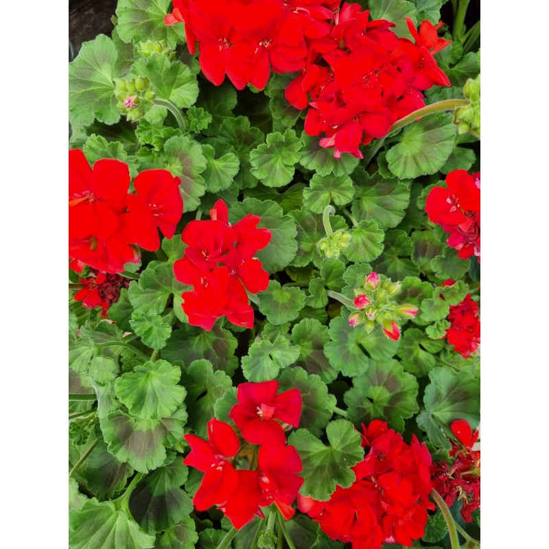 Géranium zonal ou lierre Géranium zonal ou lierre