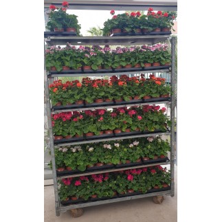 Géranium zonal ou lierre