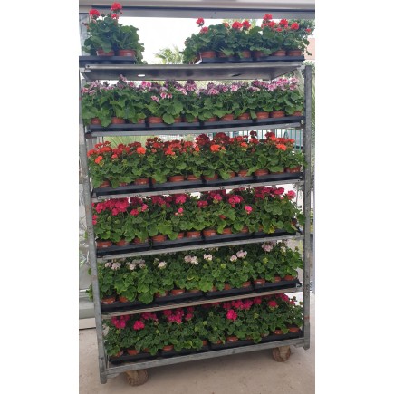 Géranium zonal ou lierre